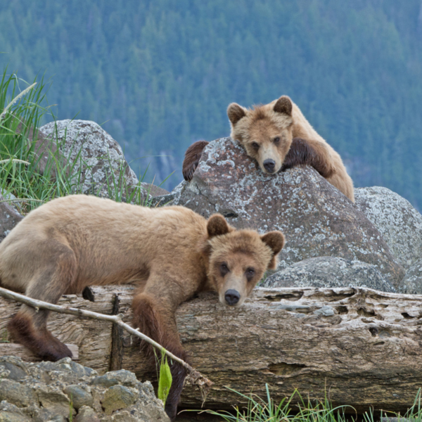 Discover the Art of Luxury Travel with Prestige Travel